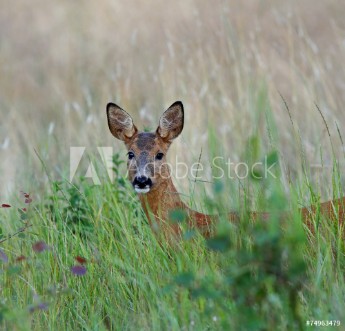 Picture of Undrande rdjur